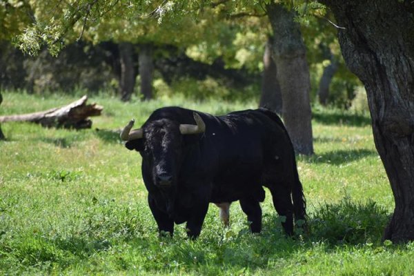 Asociación EL TORO de Madrid45