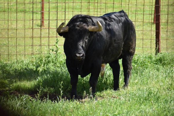 Asociación EL TORO de Madrid46