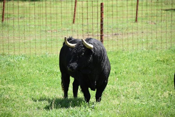 Asociación EL TORO de Madrid47