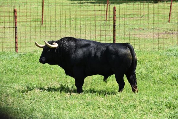 Asociación EL TORO de Madrid48