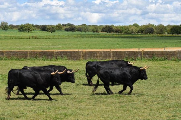 Asociación EL TORO de Madrid49