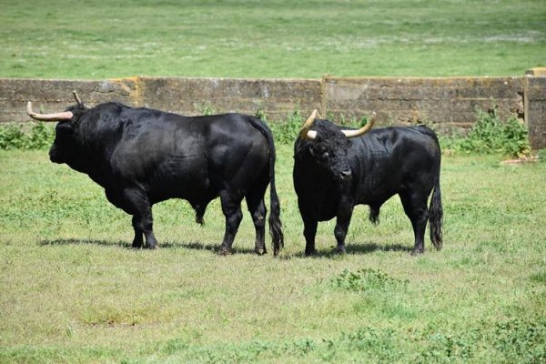 Asociación EL TORO de Madrid51