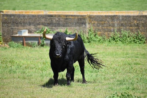 Asociación EL TORO de Madrid52