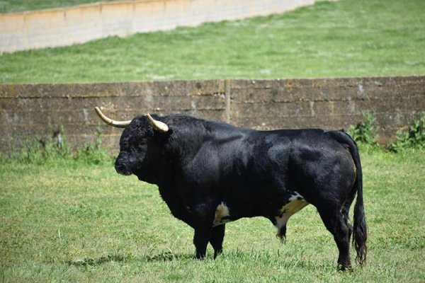 Asociación EL TORO de Madrid53