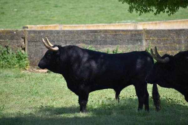 Asociación EL TORO de Madrid54