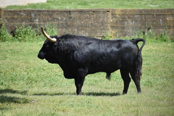 Asociación EL TORO de Madrid56