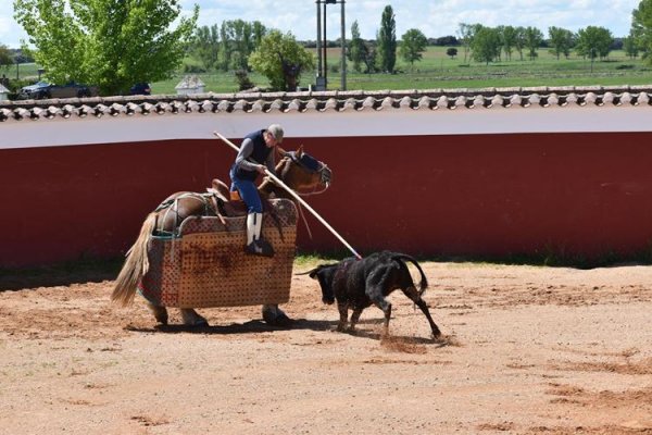 Asociación EL TORO de Madrid59