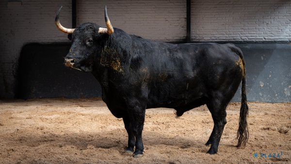 Asociación EL TORO de Madrid0
