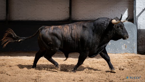 Asociación EL TORO de Madrid1