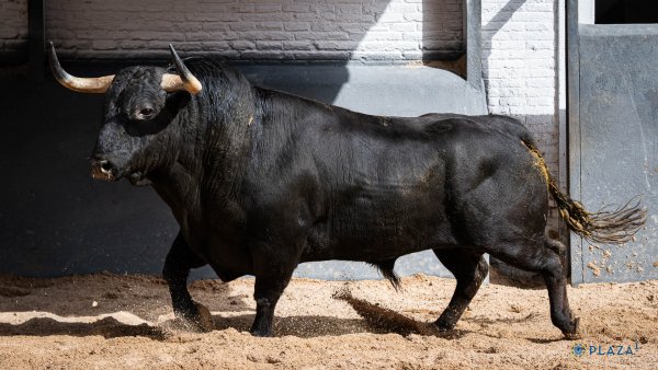 Asociación EL TORO de Madrid2