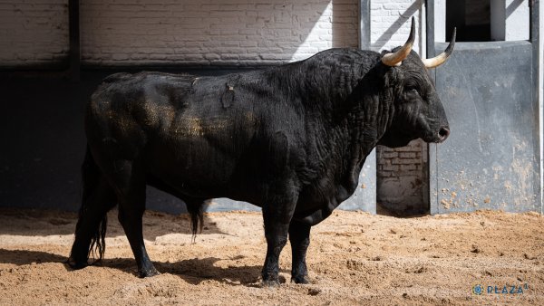 Asociación EL TORO de Madrid3