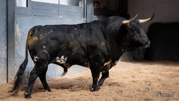 Asociación EL TORO de Madrid4