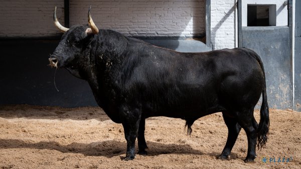 Asociación EL TORO de Madrid5