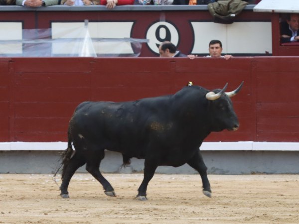 Asociación EL TORO de Madrid6