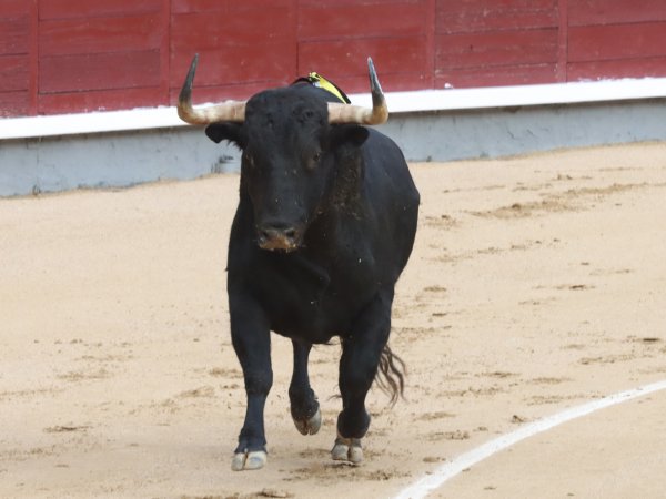Asociación EL TORO de Madrid7