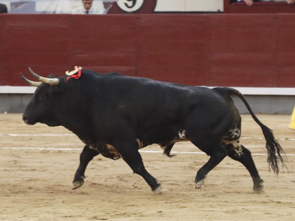 Asociación EL TORO de Madrid8