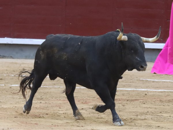 Asociación EL TORO de Madrid9