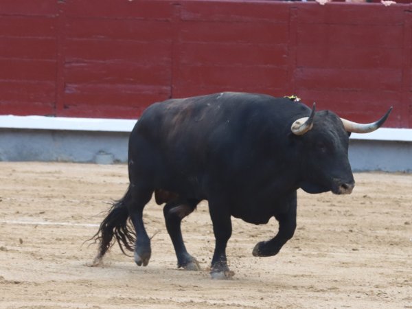 Asociación EL TORO de Madrid10