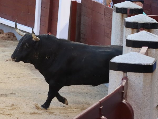 Asociación EL TORO de Madrid11