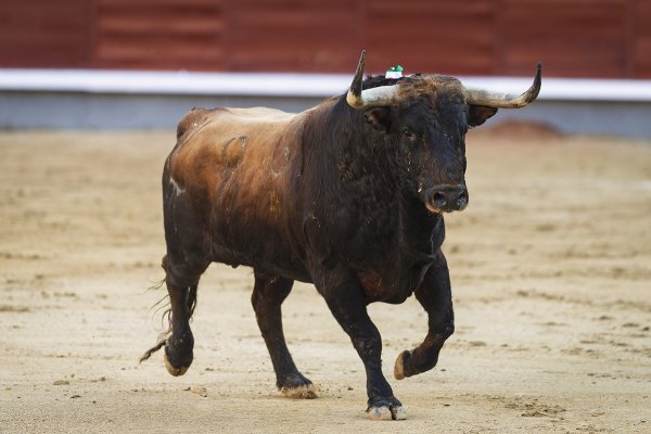 Asociación EL TORO de Madrid0