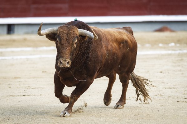 Asociación EL TORO de Madrid1