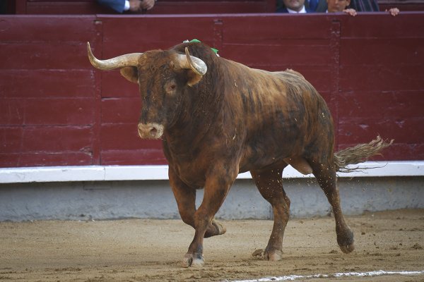 Asociación EL TORO de Madrid2