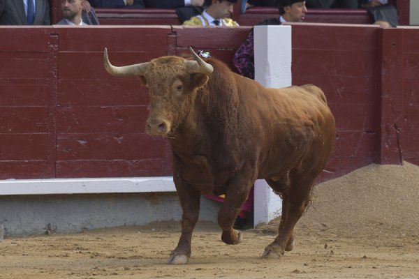 Asociación EL TORO de Madrid3
