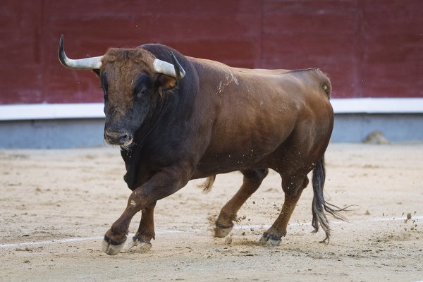 Asociación EL TORO de Madrid4