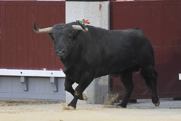 Asociación EL TORO de Madrid5
