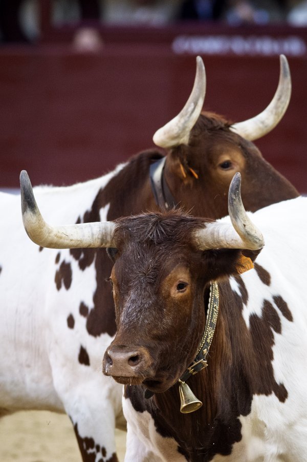 Asociación EL TORO de Madrid6