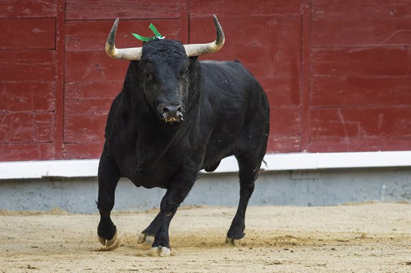 Asociación EL TORO de Madrid0