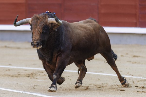 Asociación EL TORO de Madrid2