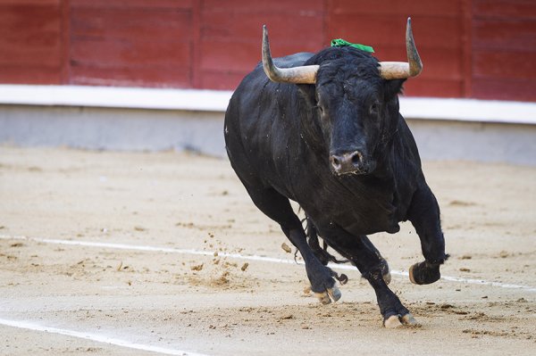 Asociación EL TORO de Madrid3