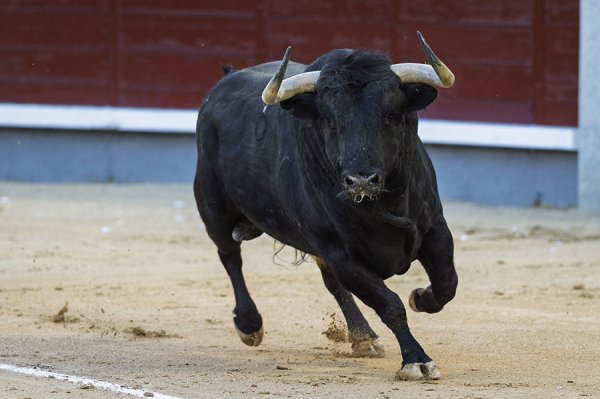 Asociación EL TORO de Madrid4