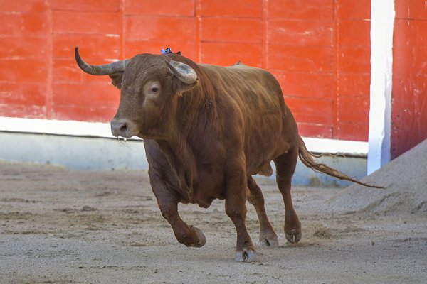 Asociación EL TORO de Madrid0