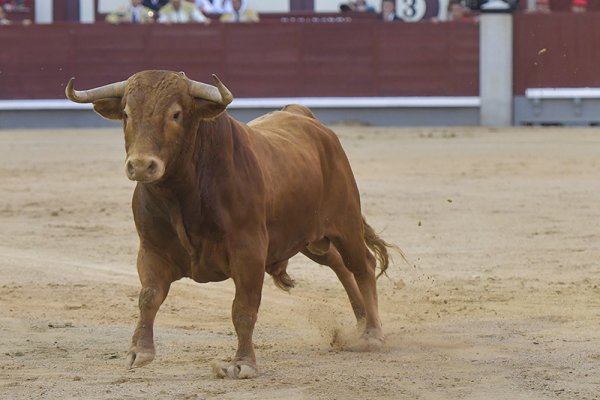 Asociación EL TORO de Madrid1