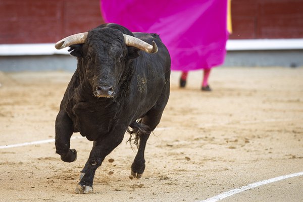 Asociación EL TORO de Madrid2