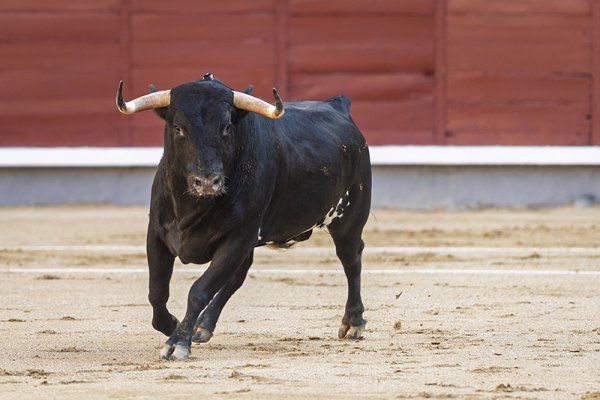 Asociación EL TORO de Madrid3