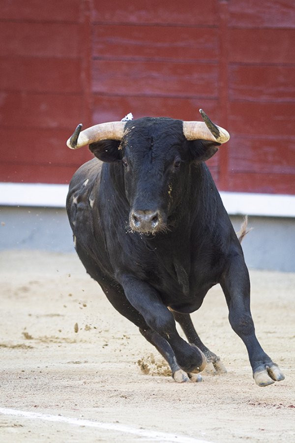 Asociación EL TORO de Madrid4