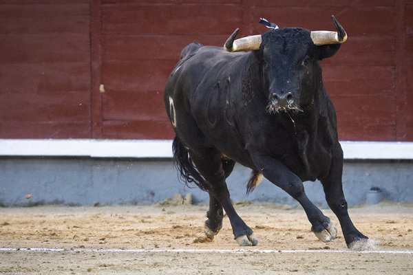 Asociación EL TORO de Madrid5