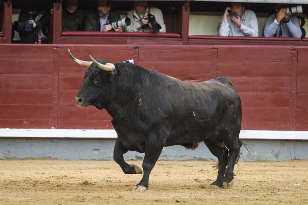 Asociación EL TORO de Madrid2