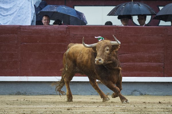 Asociación EL TORO de Madrid3