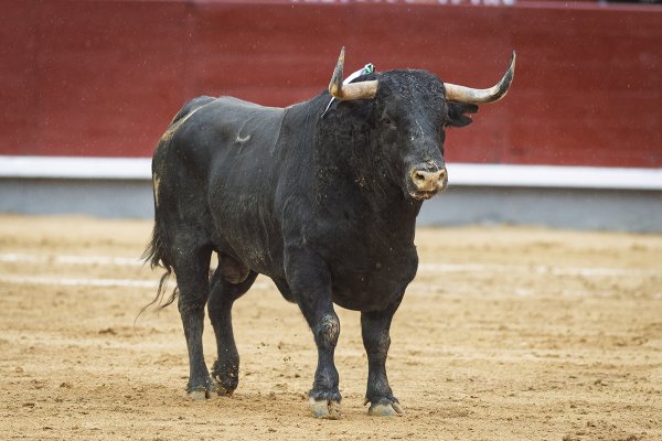 Asociación EL TORO de Madrid4