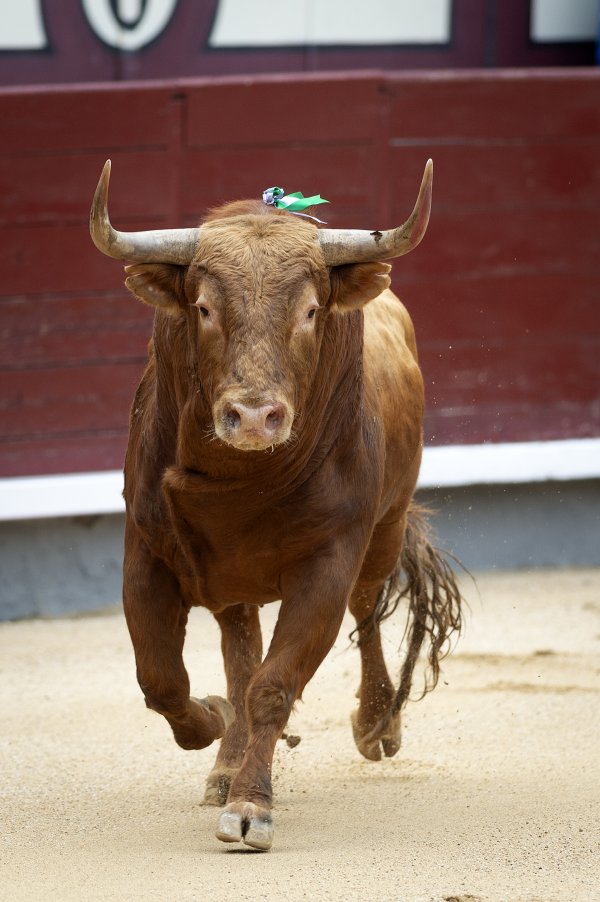Asociación EL TORO de Madrid5