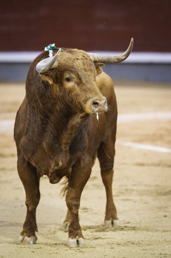 Asociación EL TORO de Madrid6