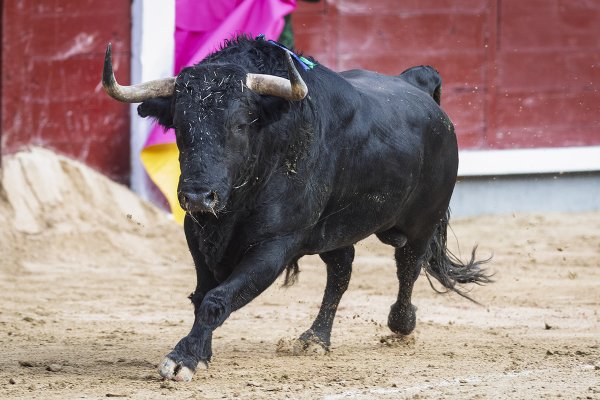 Asociación EL TORO de Madrid0