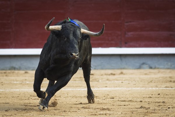 Asociación EL TORO de Madrid2