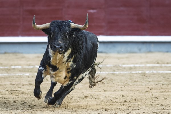 Asociación EL TORO de Madrid3