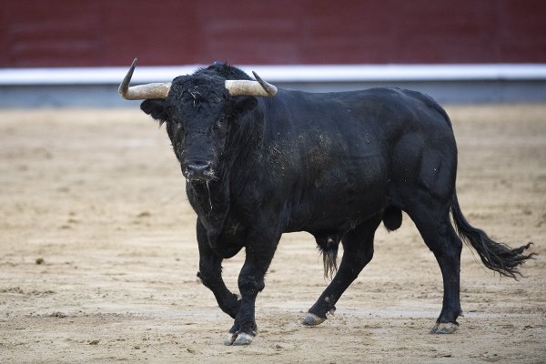 Asociación EL TORO de Madrid4