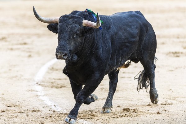 Asociación EL TORO de Madrid5